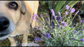 A garden bed refresh amp gathering treats for Kestrel amp Kristal in recovery [upl. by Adnovaj936]