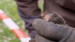 Staf en Joeri vangen een mol  Wild van Dieren  VTM [upl. by Ssilb]