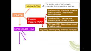 erythropoiesis part 1 [upl. by Heydon]