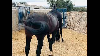 Caballo y yegua capa negra de pura raza Play horse Empezamos la etapa de cubricion y reproducción [upl. by Enileme]