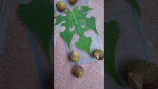 Sapindus seeds and mulberry leaves VID20240917073125 [upl. by Nylacaj]