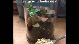 DIY 02 Create a simple closed terrarium [upl. by Arba71]