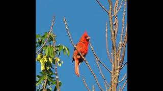 Male Northern Cardinal Call  Bird Calls and Sounds  A Bird Sitting In a Tree  shorts [upl. by Rengia]