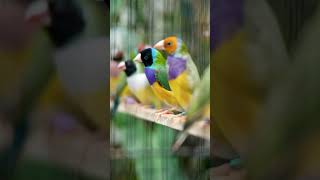 Burung Gouldian Finch birdgouldian gouldianfinch aviary burungaviary gouldamadine [upl. by Karrah789]