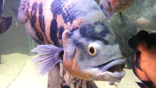 Glassbanging giant oscar cichlid XXXL EXTREME [upl. by Ynabe864]