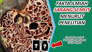 Fakta Ilmiah Seputar Kandungan Komposisi Herbal Sarang Semut Menurut Berbagai Penelitian [upl. by Orest]