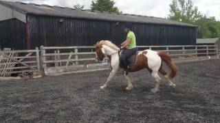 Canter Transition back to basics [upl. by Christiano]