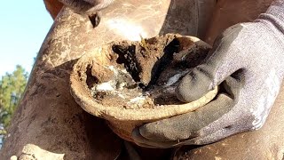 Trimming Long and Overgrown Hooves  Trimming Both front Hooves  What Farriers See  So Satisfying [upl. by Ttegdirb]