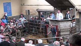 Abergavenny Livestock market June 2012 [upl. by Etennaej]