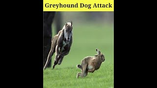 Greyhound Dog Attack On Rabbit  Amazing Facts about Greyhound Dog  shorts dog [upl. by Aneda]