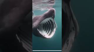 Basking shark [upl. by Acinorahs43]