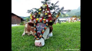 Almabtrieb  Cattle Drive Reith im Alpbachtal Austria Tyrol [upl. by Eissac86]