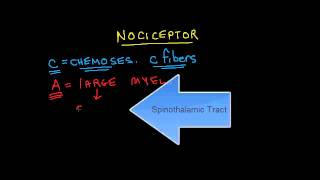 Nociception 1 of 4 A Fibers vs C Fibers [upl. by Petunia]