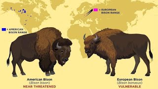 all bison and wisent species [upl. by Dennison]