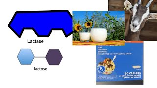 Lactose vs Lactase and How it All Fits [upl. by Horsey264]