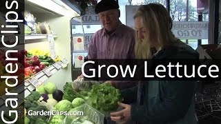 Lettuce Planting at Home is Easy and Fun  How to Grow Lettuce  When to plant lettuce [upl. by Colston294]