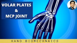 VOLAR PLATES amp METACARPOPHALANGEAL JOINT MCP Hand Biomechanics [upl. by Idell]