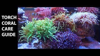 Torch Coral Care Guide [upl. by Jeffcott]