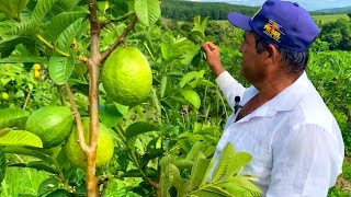 A PRODUÇÃO DE GOIABAS GIGANTE NO SÍTIO DO MILTON [upl. by Erine]