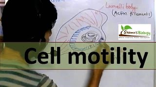 Cell motility [upl. by Seroled124]