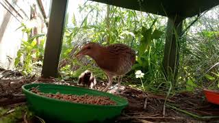 13  Conservation Corner  Corncrake parent amp chicks June 2020 [upl. by Yrovi]