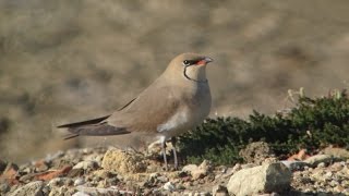 Collared Pratincole [upl. by Eiznekam]