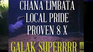 CHANA LIMBATA PAIR PROVEN indukan jantan super galak [upl. by Arim]