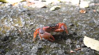 Crabe touloulou [upl. by Ecirehc]