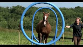 Horse Agility A stepbystep Introduction to the Sport Official Trailer [upl. by Ahsiea]