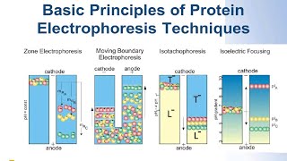 SERVA Webinar Protein Elektrophorese  Die Grundlagen Deutsch [upl. by Krasnoff234]