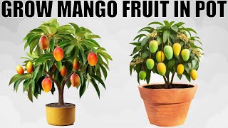 HOW TO GROW A MANGO TREE IN POT  WITH FULL UPDATES [upl. by Adnerb]