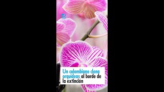 Un colombiano clona orquídeas al borde de la extinción [upl. by Max]