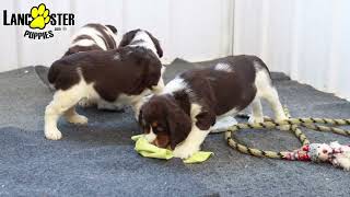 Gorgeous English Springer Spaniel Puppies [upl. by Elwaine]