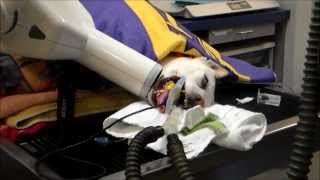 The Canine Intraoral Radiograph Dance [upl. by Amadas]