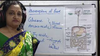 Absorption Assimilation and Egestion  A Complete process of digestive system Absorption [upl. by Ladiv529]