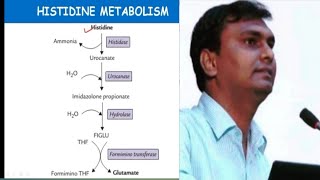 Histidine metabolism and related disorders  Hisidinemia  Biochemistry [upl. by Ytirahs]