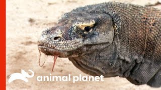 Powerful Komodo Dragons Observed Hunting In The Wild  Raw Nature [upl. by Lizbeth]