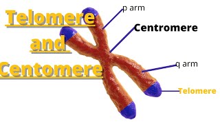 telomere and centromere  Definition and Characteristics [upl. by Cordier]