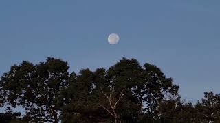 Wanning Gibbous Moon setting TimeLapse [upl. by Imehon917]