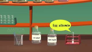 Test for Carbohydrates Proteins and Fats  MeitY OLabs [upl. by Lougheed]