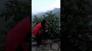 Why did you pluck the fruit in the evening संध्या को फल क्यो तोडा welcm videoblog youtubeshorts [upl. by Dimah]