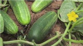 Food Gardening  How to Plant Cucumbers in a Garden [upl. by Aribold954]