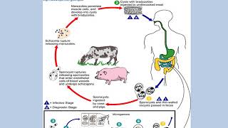 Sarcocystis [upl. by Ycinuq]