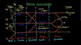 Nugget 7 Draw Brachial Plexus the easy way [upl. by Eniamreg]