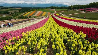 4K夏の美瑛・富良野・旭川・札幌北海道の風景Hokkaido Biei Furano Asahikawa SapporoLong ver [upl. by Etnaik]