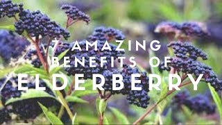 7 Amazing Benefits Of Elderberry [upl. by Idalina]