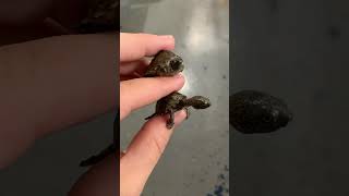 Baby Razorback Musk Turtles going to their new homes razorback turtle [upl. by Emalee]