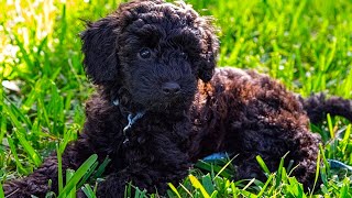 Schnoodle  Top 15 Fact That You Need To Know Compilation Video [upl. by Annerol]