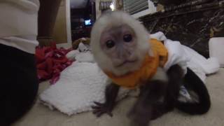 Baby Capuchin Monkey Playing [upl. by Nylyoj832]