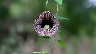 Calico flower Aristolochia elegans [upl. by Sena926]